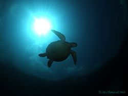 Turtle in the sun... Sipadan... by Alex Tattersall 